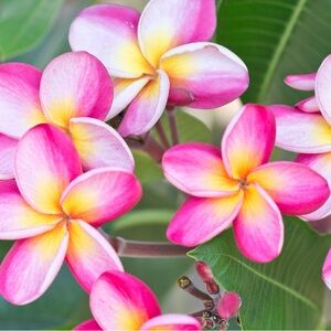 Meet your Posher, Jasmin